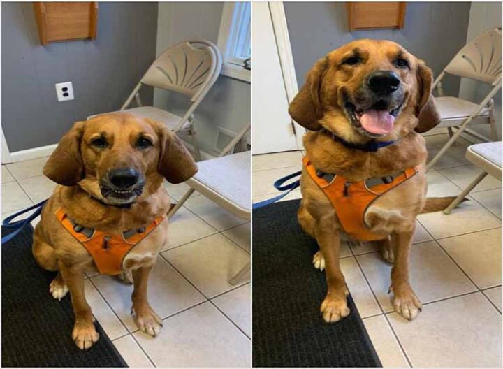 Reasons to get a family dog