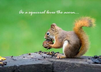 Relationship goals; squirrel loves acorn