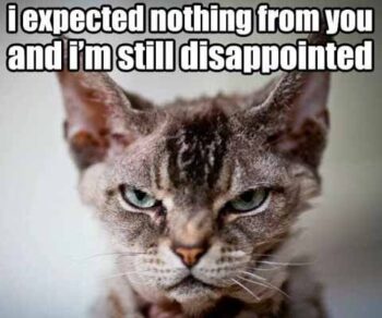 50 Hilarious Disappointment Memes That Are Very Relatable