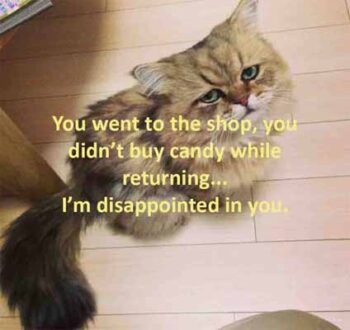 50 Hilarious Disappointment Memes That Are Very Relatable