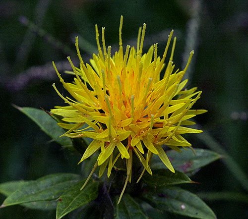 Safflower