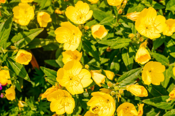 Evening primrose