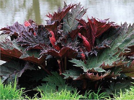 Chinese rhubarb