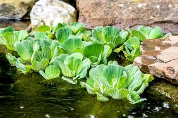 water lettuce