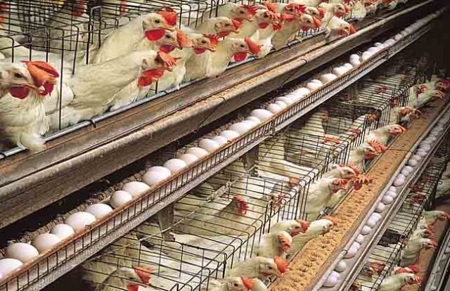 How to start a poultry farming business