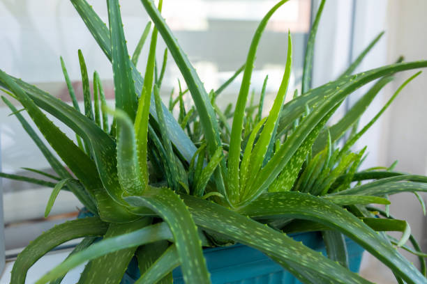 Natural analgesic plants