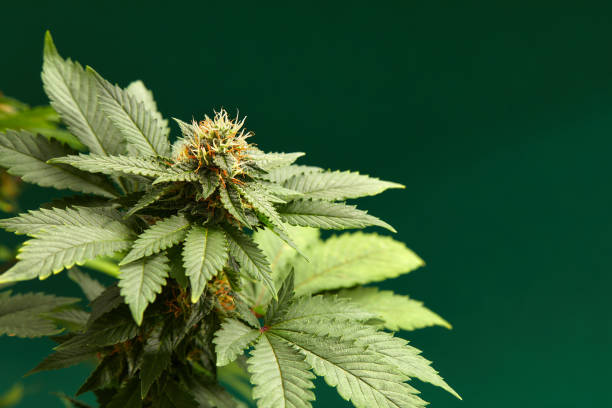 Natural analgesic plants