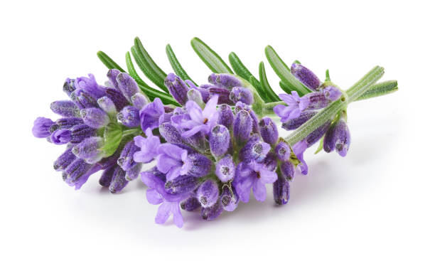 Natural analgesic plants