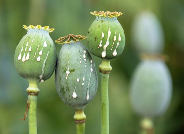 Natural analgesic plants