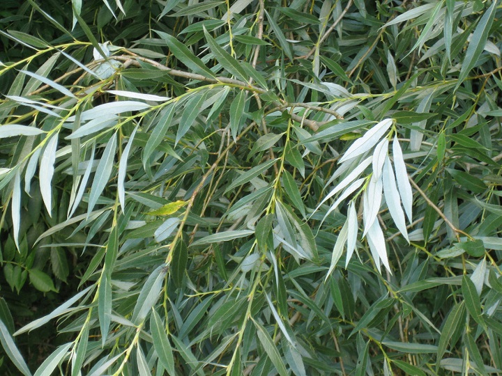 Natural analgesics