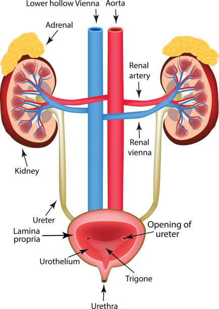 The urinary tract