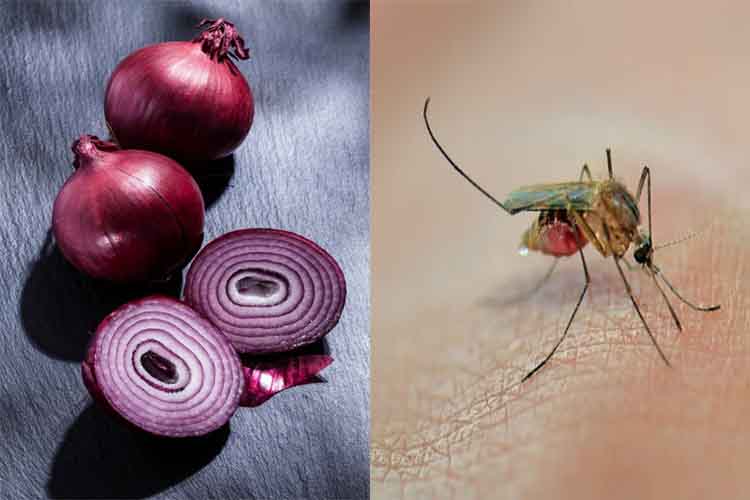 How to use onion as mosquito repellant