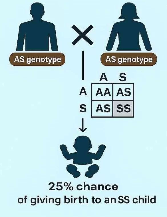 Punnett square for AS + AS genotype showing 25% SS, 50% AS, and 25% AA inheritance