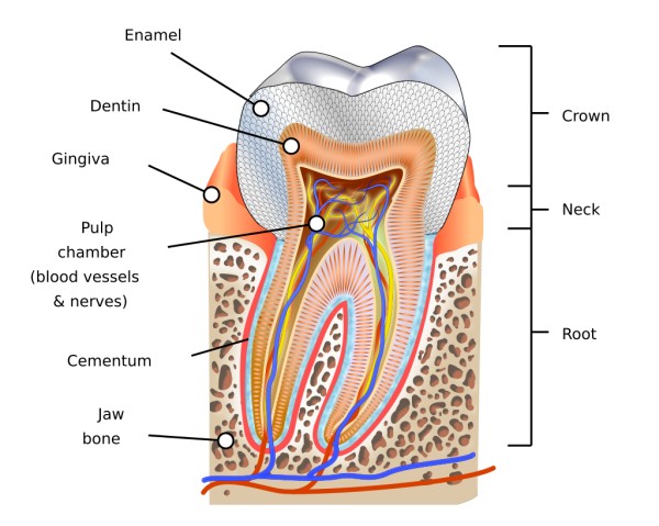 dentin later of a tooth