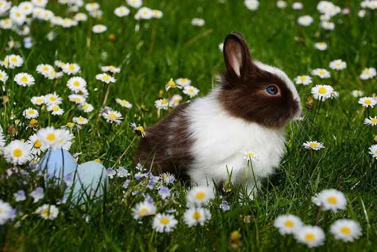 Easter bunny in springtime