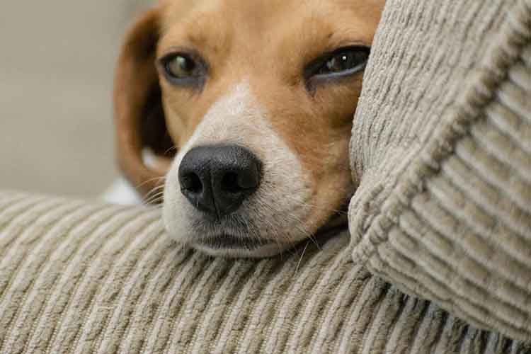 essential tips for pet care